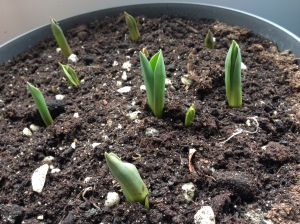 Spring is coming. Tulipa murillo-mix|My Green Nook