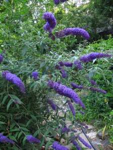 B as in Buddleja. Blogging from A to Z April (2015) Challenge | My Green Nook