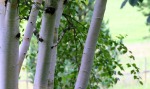 Himalayan birch stem/bark. M as in Matteuccia. Blogging from A to Z April (2015) Challenge | My Green Nook