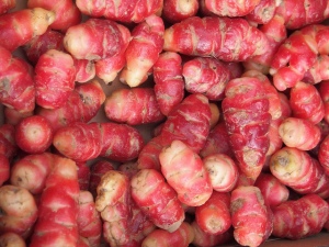 Oca or NZ yam. O as in Oxalis. Blogging from A to Z April (2015) Challenge | My Green Nook