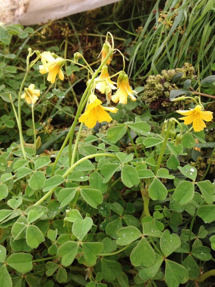 Oxalis tuberosa. O as in Oxalis. Blogging from A to Z April (2015) Challenge | My Green Nook